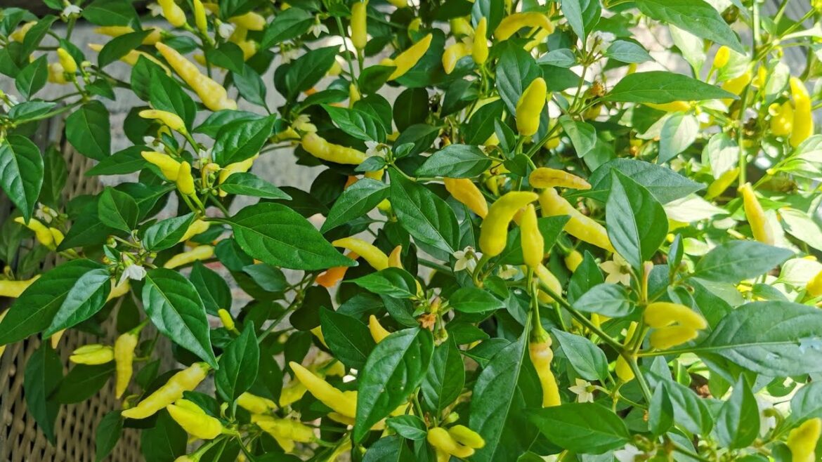How Get 100s Of Chilli Peppers on Plants🌶️ #Shorts #ChilliPlantCare #Gardentips