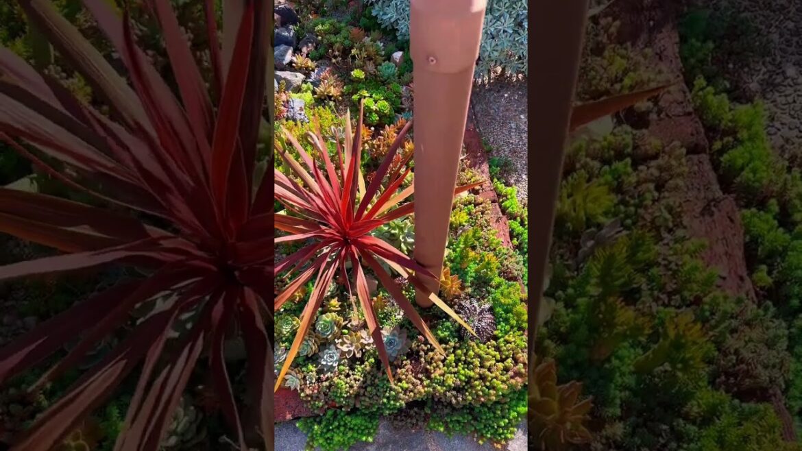 Spectacular Succulent Plants: A Visual Symphony in YouTube Shorts #Shorts Spectacular Succulent Plants: A Visual Symphony in YouTube Shorts #Shorts