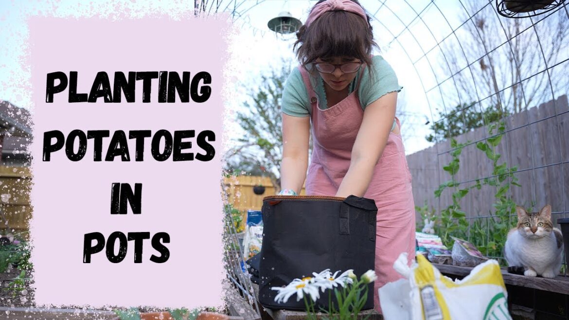 Planting potatoes in pots | Container Gardening Planting potatoes in pots | Container Gardening