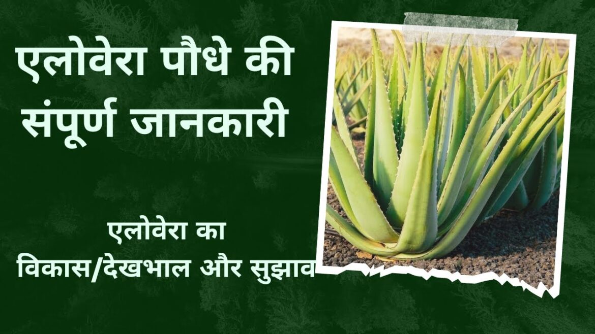 aloe vera complete care and tips guide/#nature #viral #cactus #cactuslove