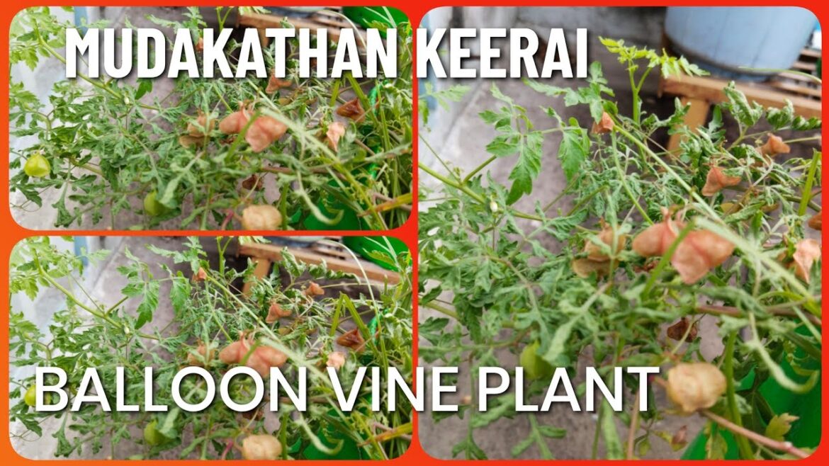MUDAKATHAN KEERAI || BALLOON VINE PLANT || GARDENING TIPS || GARDENING || GARDEN || HERBAL PLANTS.