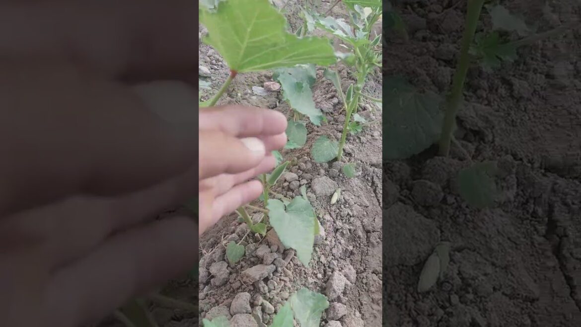 Okra Bhindi Fast Growing Update #youtubeshorts #shorts