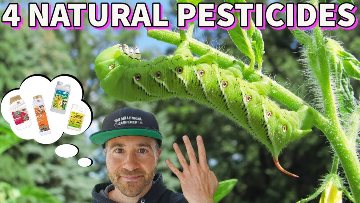 4 Natural Pesticides I’m Stocking NOW Before Price Hikes 4 Natural Pesticides I'm Stocking NOW Before Price Hikes