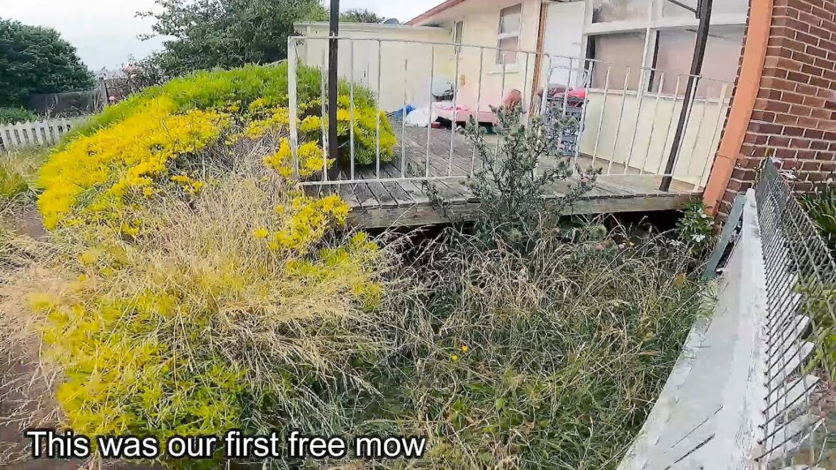 Garden Jungle gets Free Transformation | The customer couldn't afford to pay!