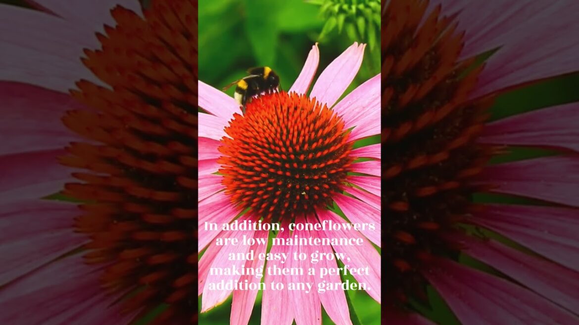 Coneflowers - Pollinator-Friendly Gardening Tips - Shorts