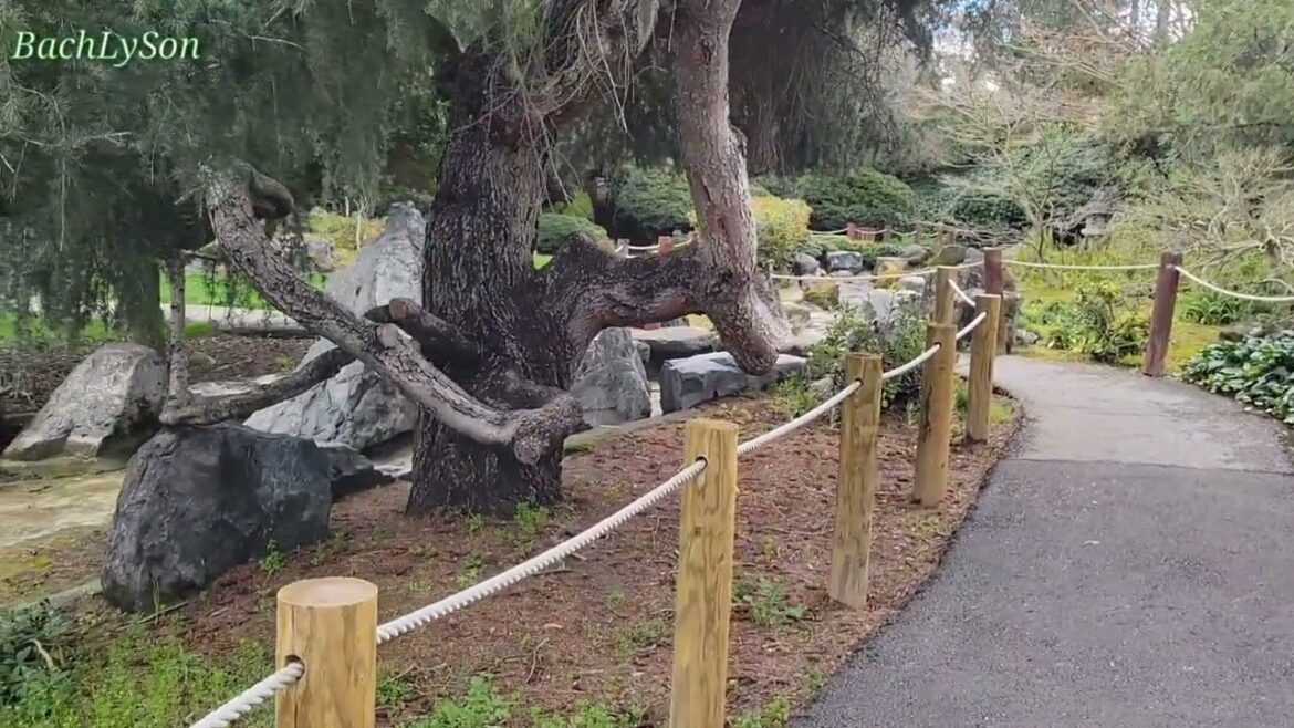 Walking Around Japanese Garden with Calming Music - BachLySon - Vlg02