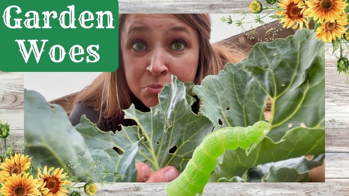 Garden Mishaps | Container Gardening | Pool Garden Update |