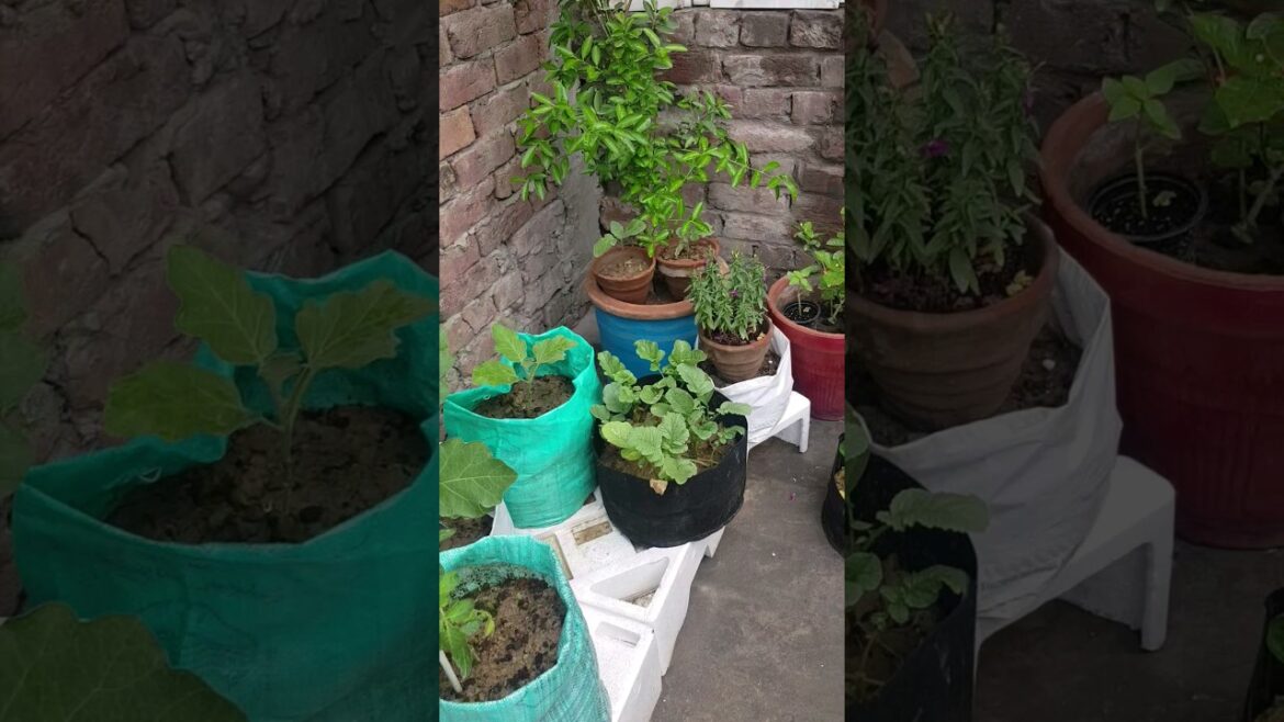 #kitchengarden #gardaningwithfatima #homegarden #organickitchen #shorts