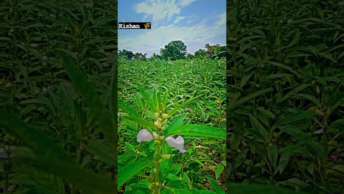 🔥💪 अरे ! किसान मेहनत करके, अमीर बनता है, जवाब 💪🔥 | kheti baadi🌾| kishan Putra 👑|#shorts#itsmilanfam 🔥💪 अरे ! किसान मेहनत करके, अमीर बनता है, जवाब 💪🔥 | kheti baadi🌾| kishan Putra 👑|#shorts#itsmilanfam