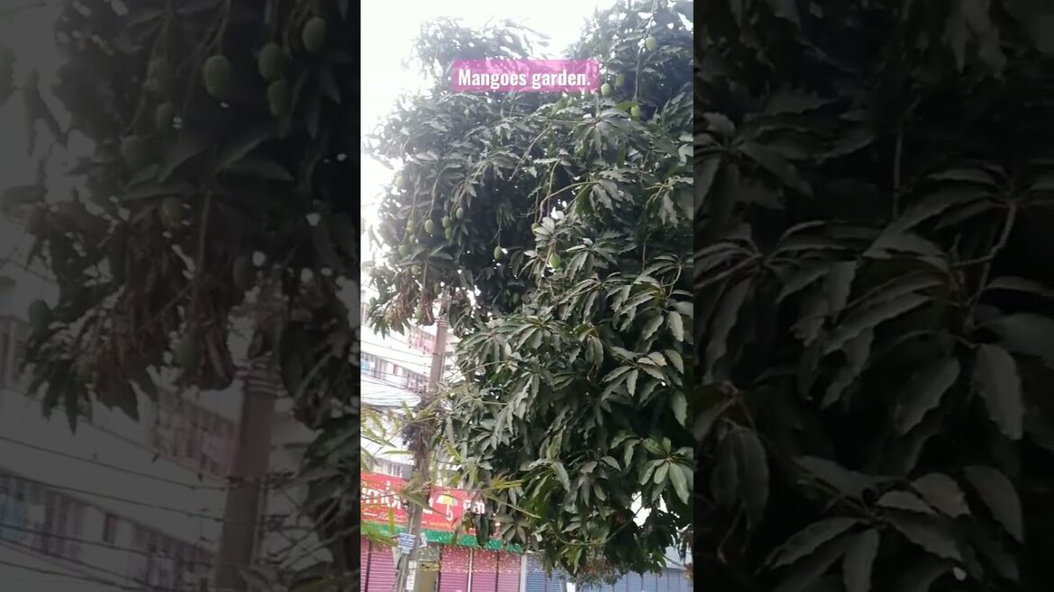 Mangoes garden. Garden design ideas. Tasty to test. #design #garden #subscribe #viralvideo #viral Mangoes garden. Garden design ideas. Tasty to test. #design #garden #subscribe #viralvideo #viral