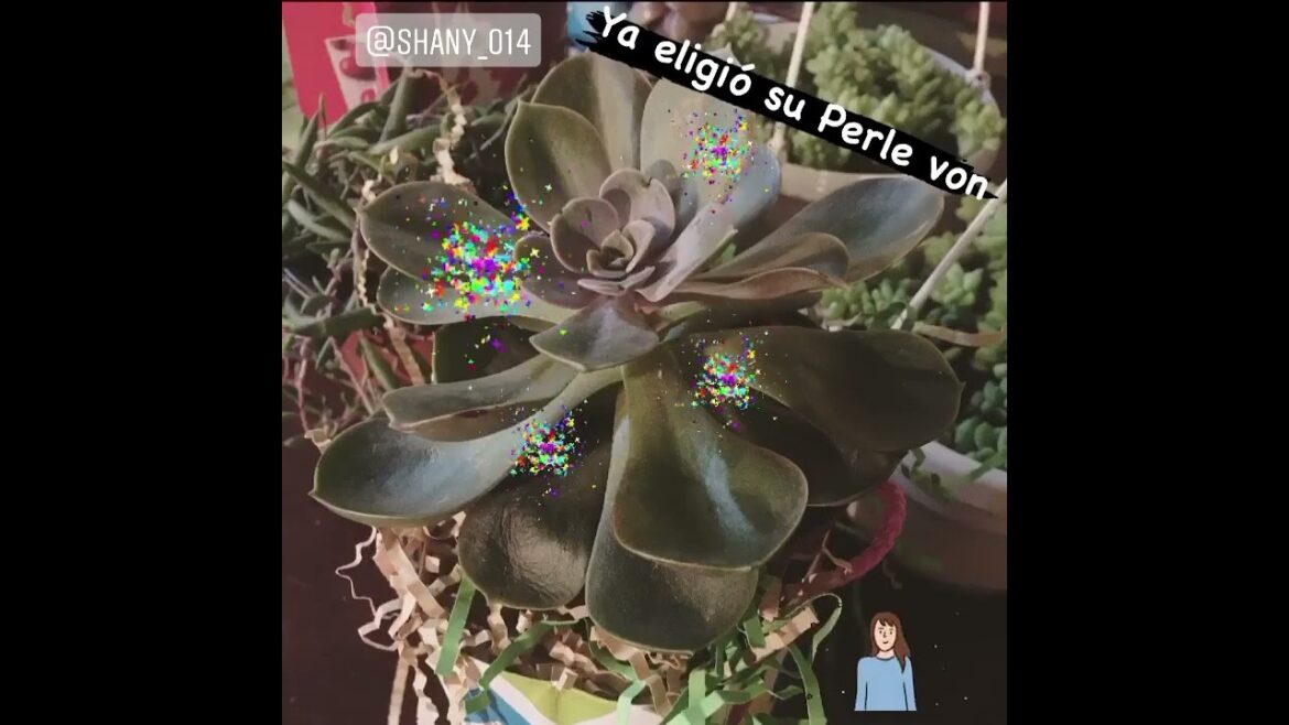 A Symphony of Colors: Beautiful Succulent Plants in YouTube Shorts #Shorts