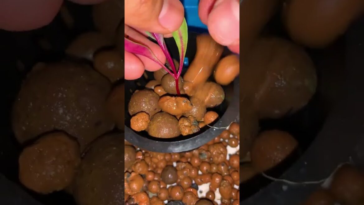 Container Gardening Tips for Urban Dwellers #Shorts