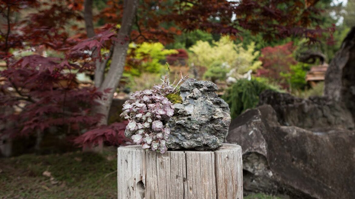How to Make a Succulent Kusamono How to Make a Succulent Kusamono