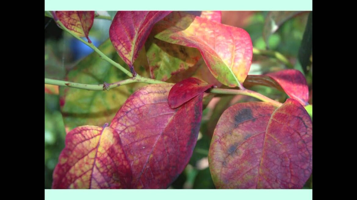 Edible Landscaping with Rosalind Creasy - Part 4