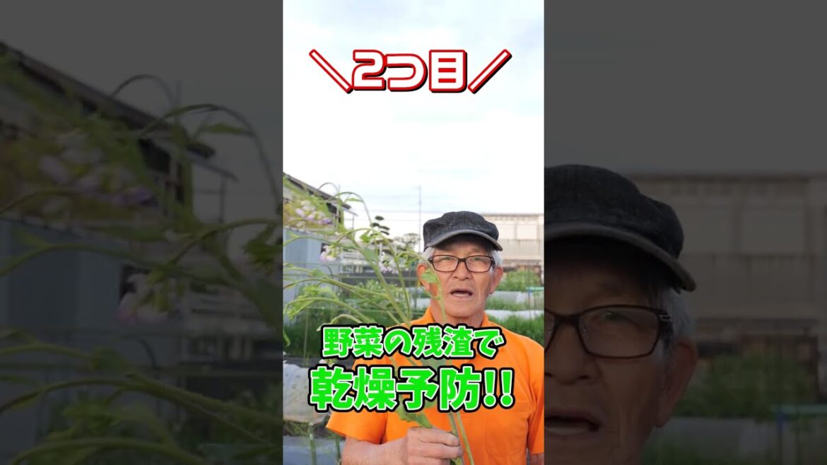 家庭菜園や農園のミョウガ栽培で芽が出たら乾燥防止！藁を使った直射日光をガードする方法！#Shorts【農家直伝】Tips for preventing myoga from drying out