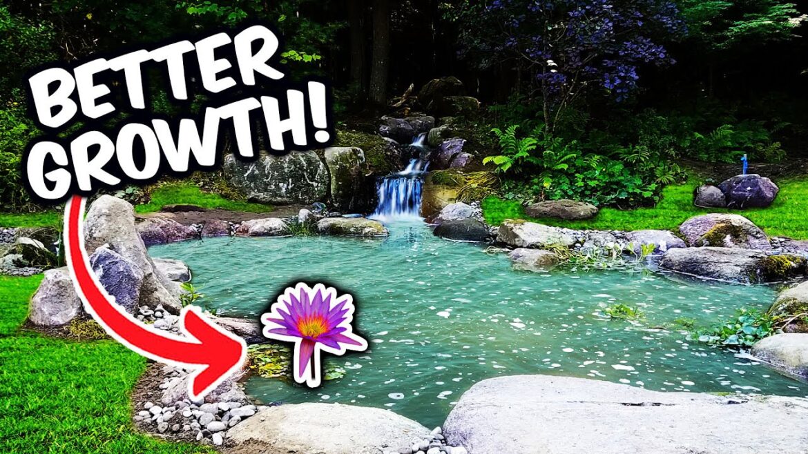 The ONE Challenge For This Pond Plant.