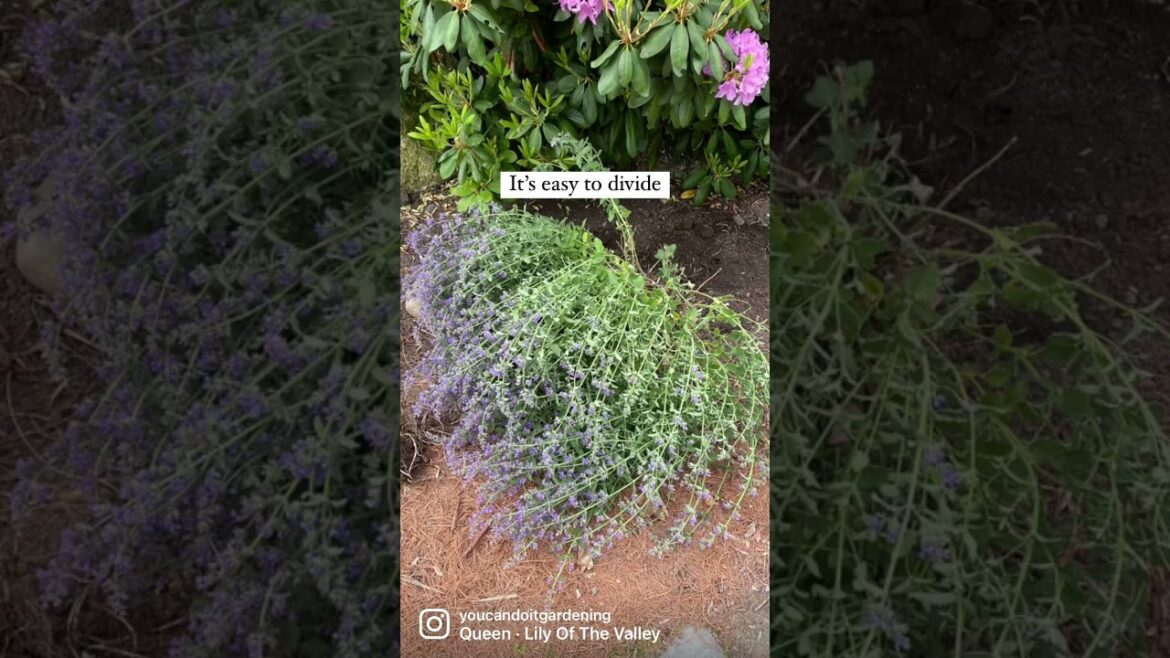 My Lily Of The Valley Has Got To Go!