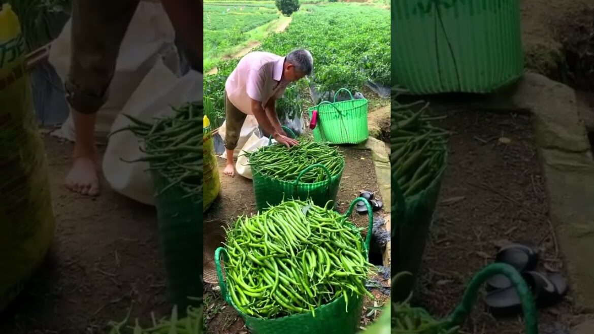 chilli harvesting #satisfying #shorts