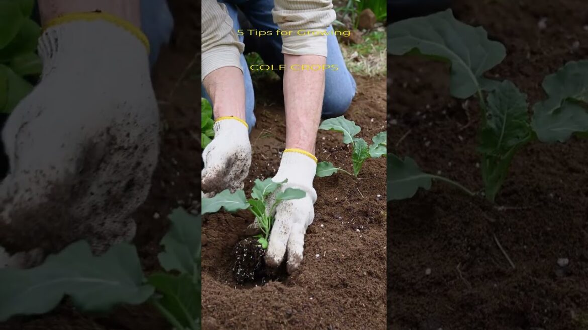 Garden Tips - Shorts Series - Cole Crops