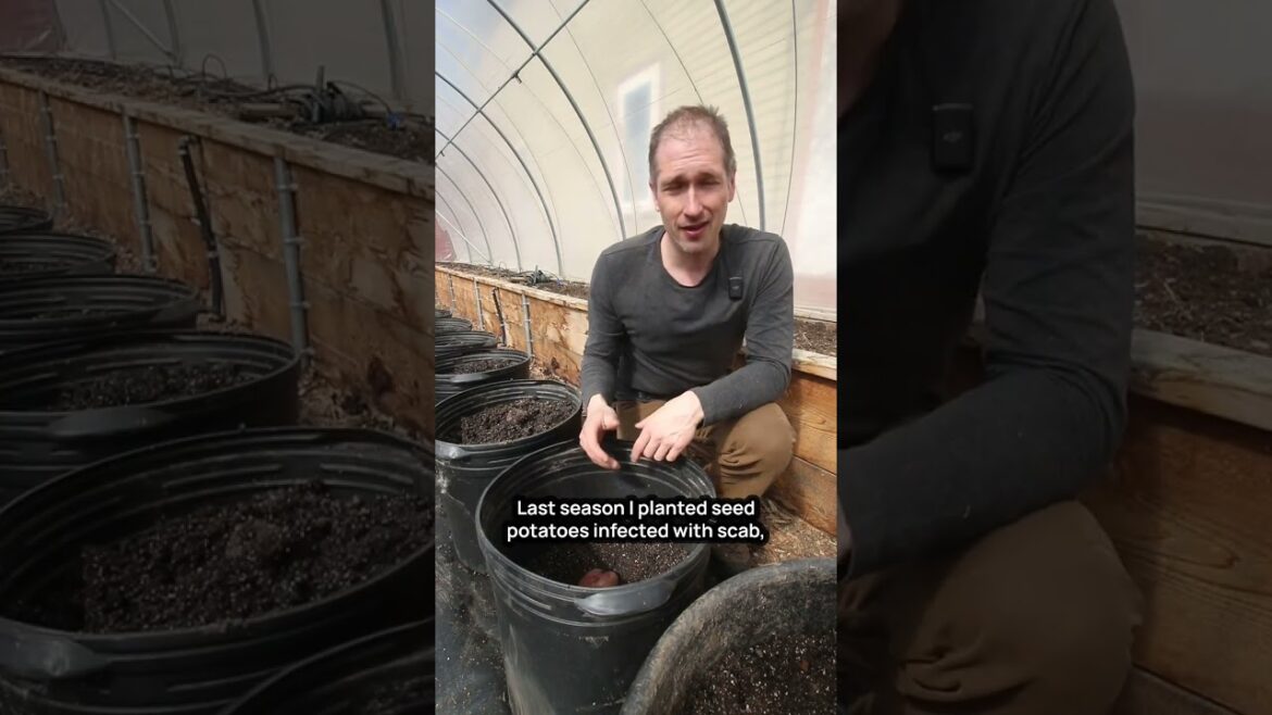 3 Reasons to Grow Potatoes in Containers 3 Reasons to Grow Potatoes in Containers