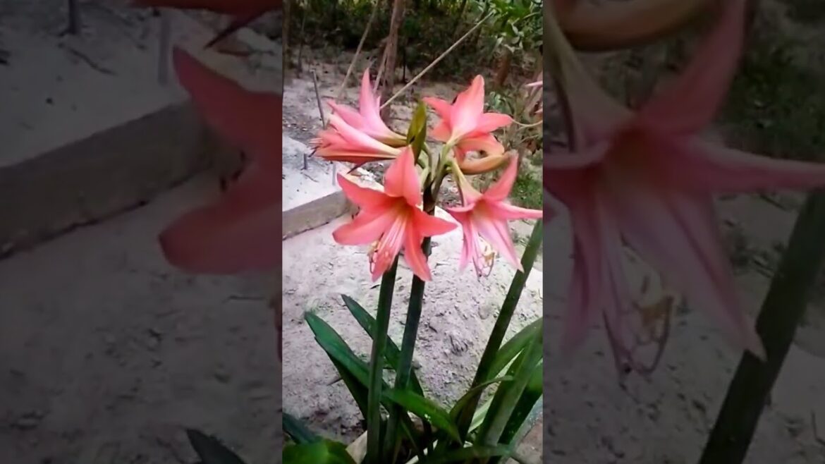 Jersey Lily | জার্সি লিলি #shorts #viral #tasbih #flowers #subhanallah #garden #ytshorts