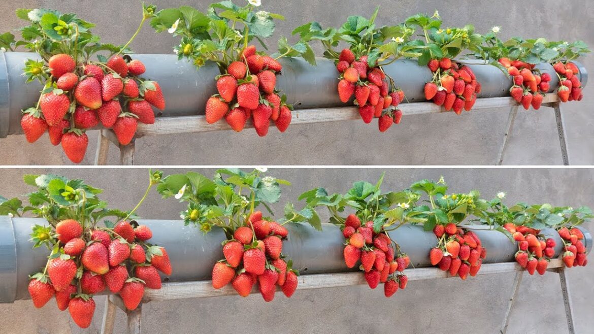 Surprised with how to grow strawberries in plastic tubes | Big, sweet and fruity
