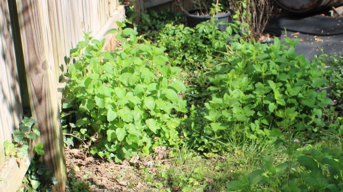 Where to Grow Lemon Balm Where to Grow Lemon Balm