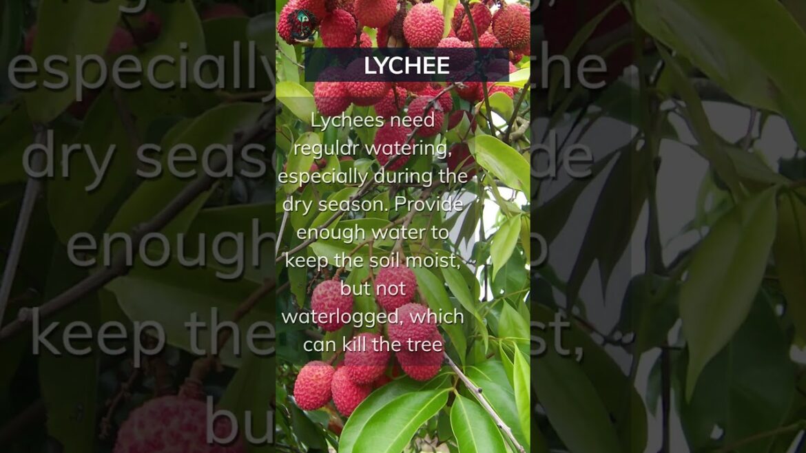 Lychee Growing Basics. Add your tips below 👇 #lychee #basics #tips