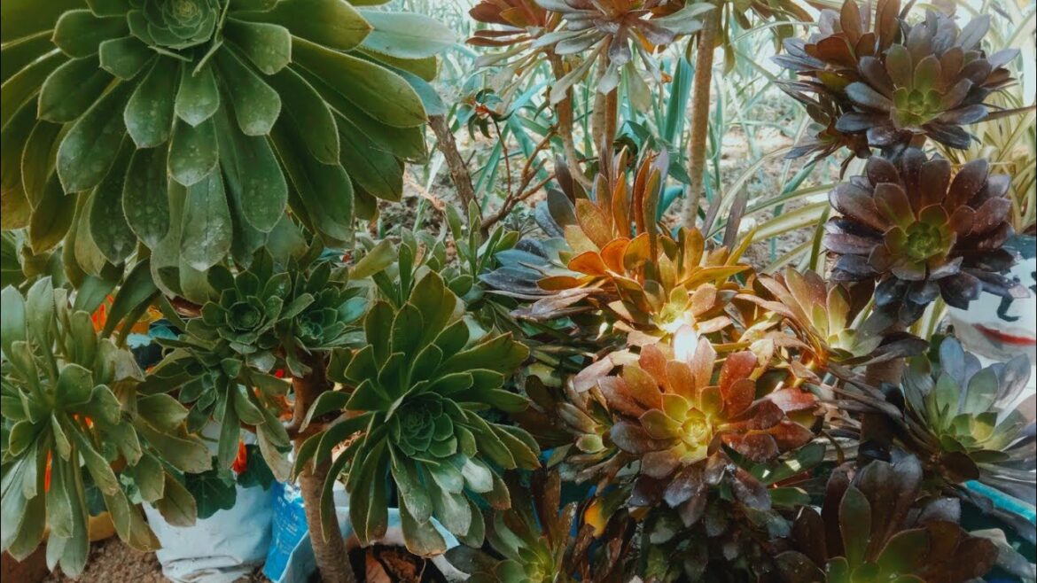 How to care for Aeonium succulent plants@Aaradhya Garden Tips