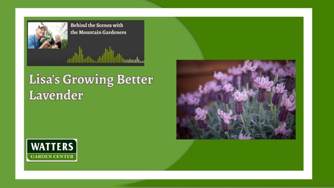 Behind the Scenes with the Mountain Gardener - Lisa’s Better Growing Lavender