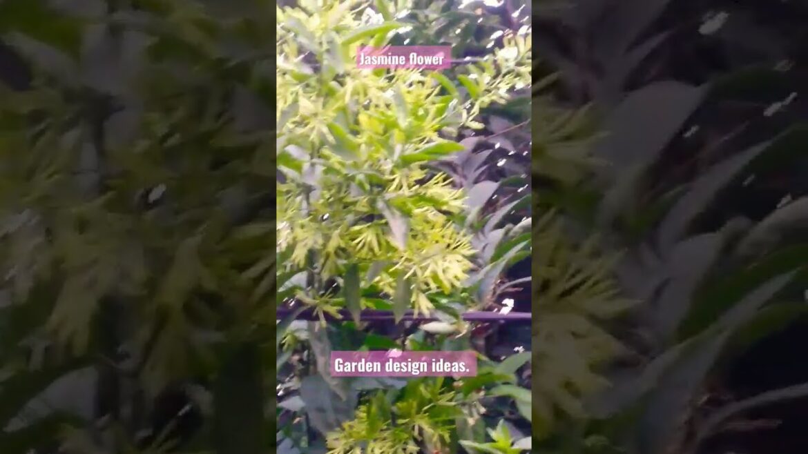 Jasmine flower. Garden design ideas. Flowers garden. #flowers #shorts #shortsfeed #garden #subscribe