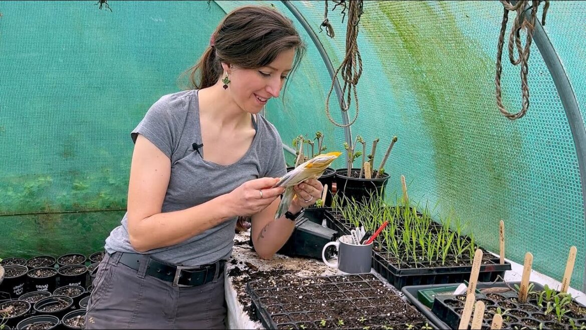 Sow Seeds with Me – Squash, Beetroot, Peas & Courgette Sow Seeds with Me - Squash, Beetroot, Peas & Courgette