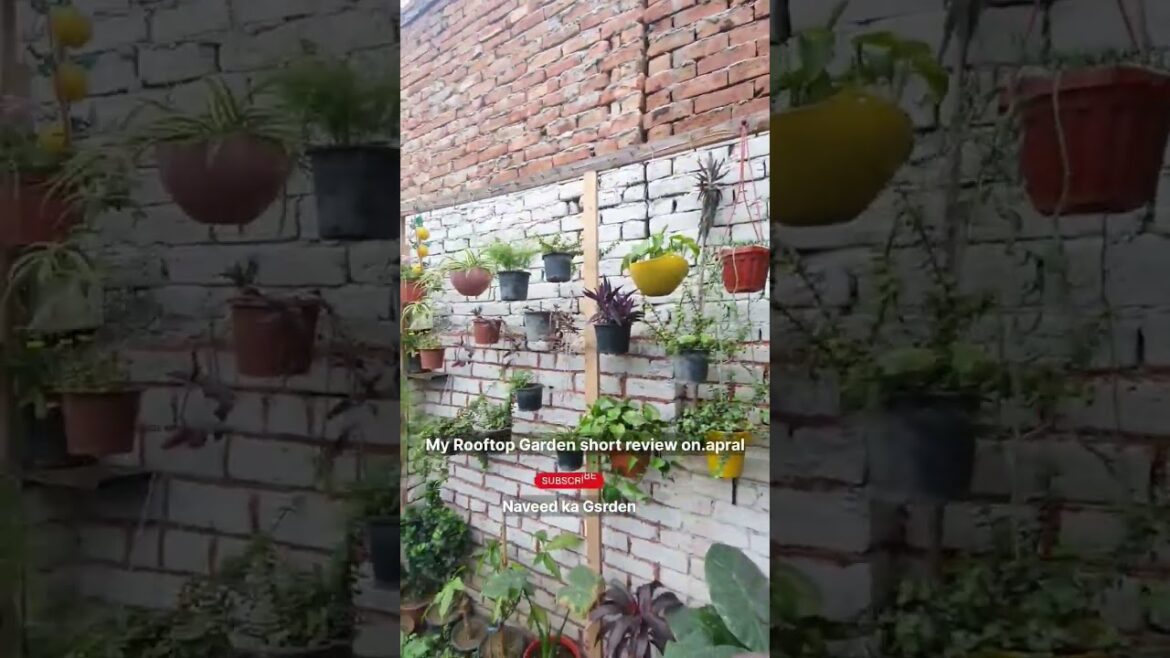 Rooftop gardening ideas / Rooftop garden arrangements / Terrace garden ideas #youtubeshorts #shorts