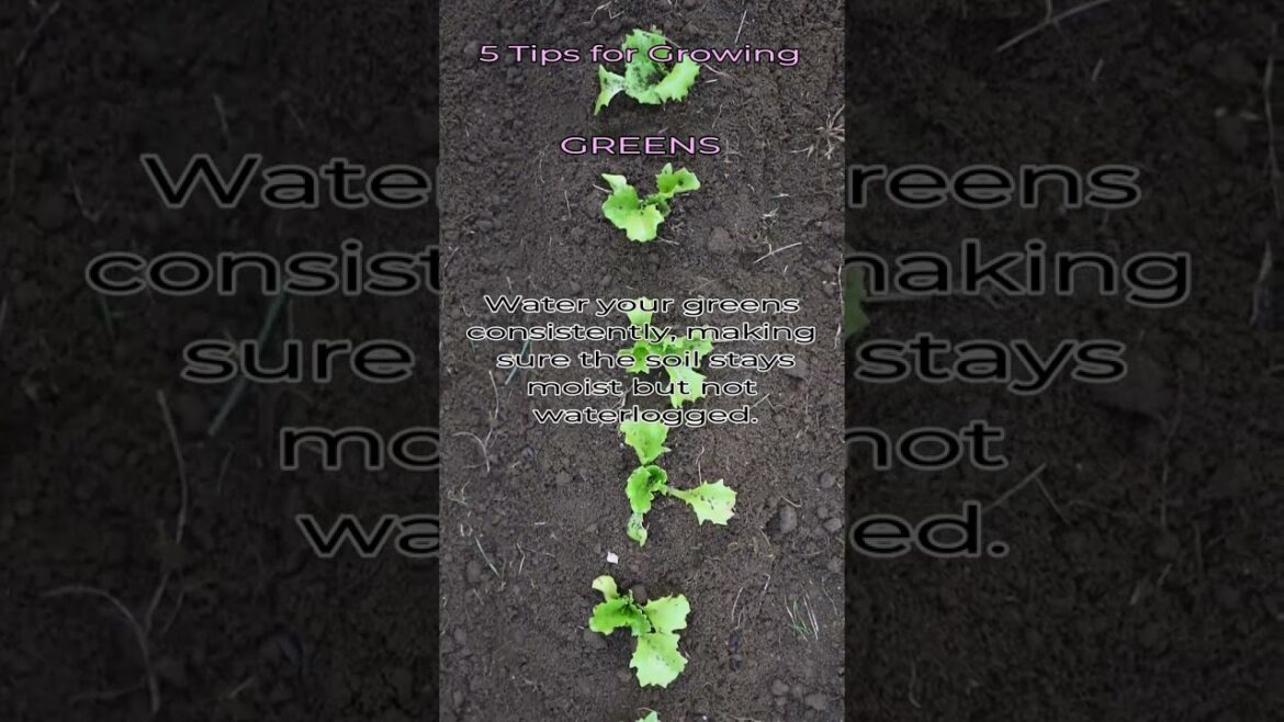 Garden Tips – Shorts Series – GREENS Garden Tips - Shorts Series - GREENS