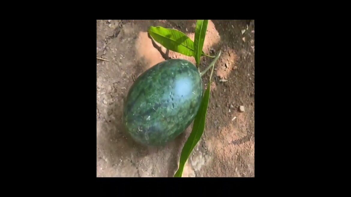 How to grow mango to get watermelon How to grow mango to get watermelon