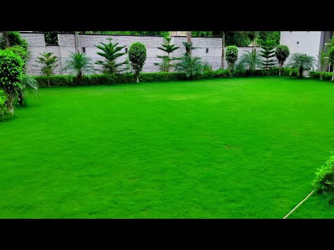 how to grow grass in garden | how to plant grass | गार्डन घास लगाने की पूरी जानकारी | bast garden how to grow grass in garden | how to plant grass | गार्डन घास लगाने की पूरी जानकारी | bast garden