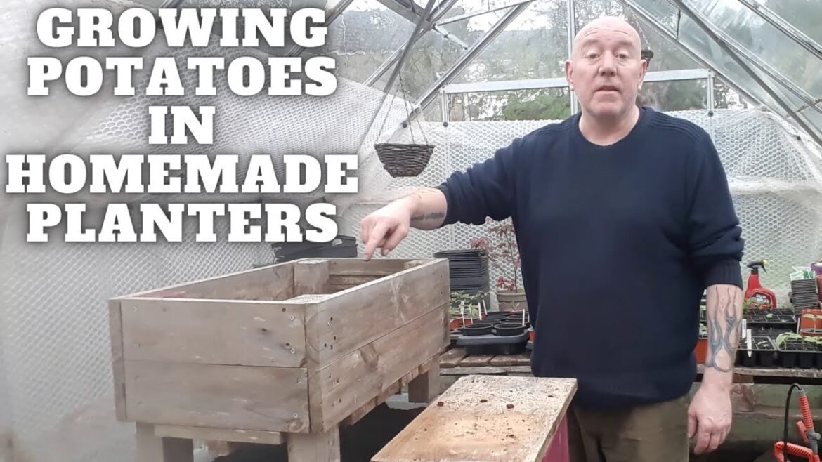 Growing Potatoes In Homemade Planters [Gardening Allotment UK] [Grow Vegetables At Home ]