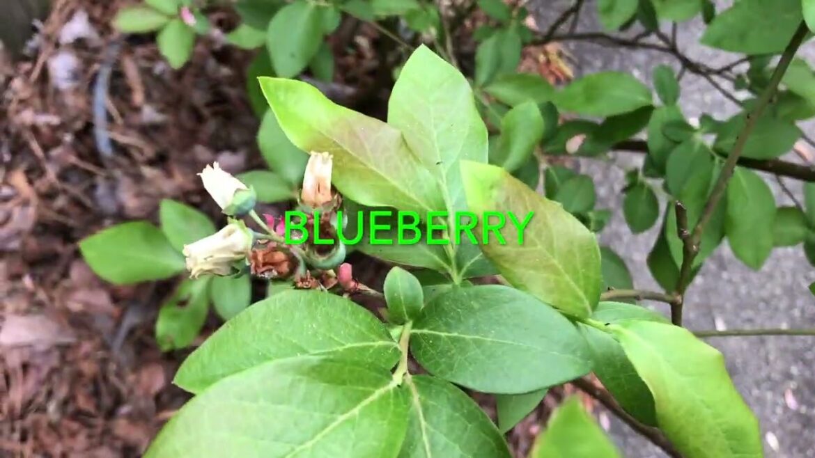 Vivrant! Edible Tree Garden, April 14th 2023 Vivrant! Edible Tree Garden, April 14th 2023