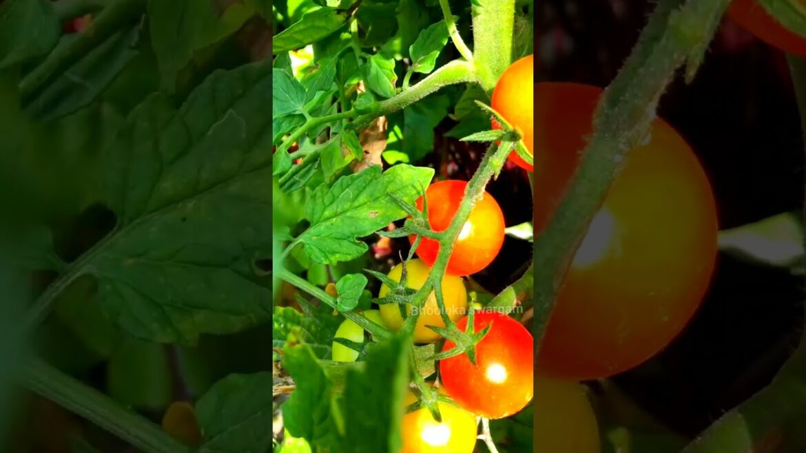 తమతో హార్వెస్ట్ Tomato #shorts #gardening #youtubeshort #vegetables organic terrace garden తమతో హార్వెస్ట్ Tomato #shorts #gardening #youtubeshort #vegetables organic terrace garden