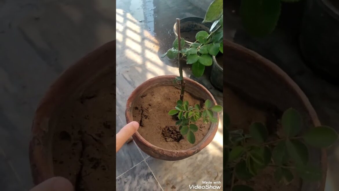 Rose plant care,Top rose plant gardening secrets, Gardening tips #gardening #rose #roseplant #flower Rose plant care,Top rose plant gardening secrets, Gardening tips #gardening #rose #roseplant #flower