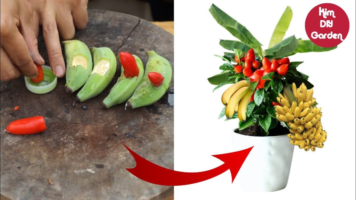 Grow an endless supply of chili pepper at home || KIM DIY GARDEN