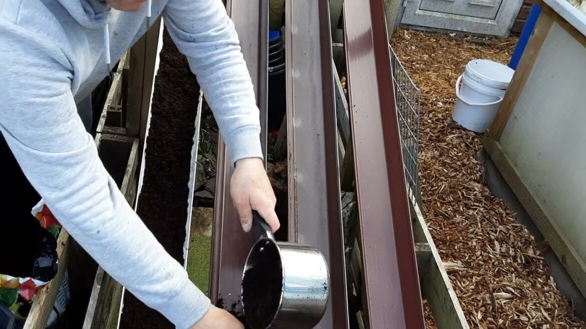 Long Roots Preparation Part 1 🌻 Seed Potatoes @nickthegardener.1120 🌻 Supersoil Raffle