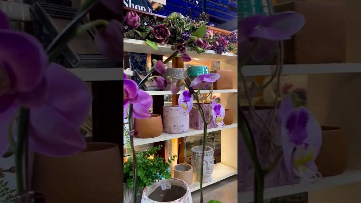 Beautiful colorful Phslaenopsis orchids arrived at ‘Kent Florist’ #Shorts