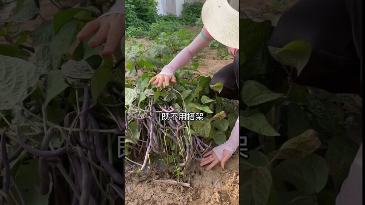 gardening ideas for home/enjoy with my garden