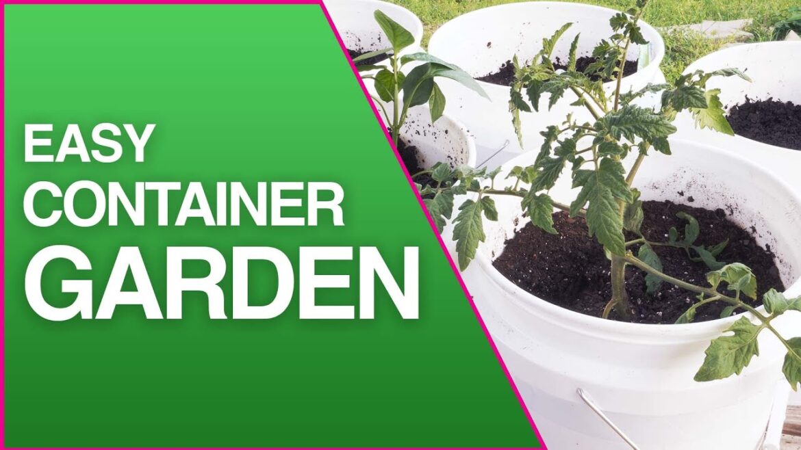 EASY Container Vegetable Garden in Buckets EASY Container Vegetable Garden in Buckets