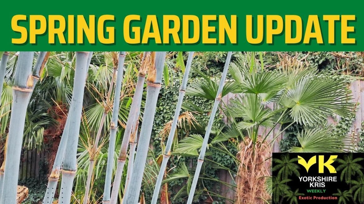 Spring Colour  Gardening tips and updates