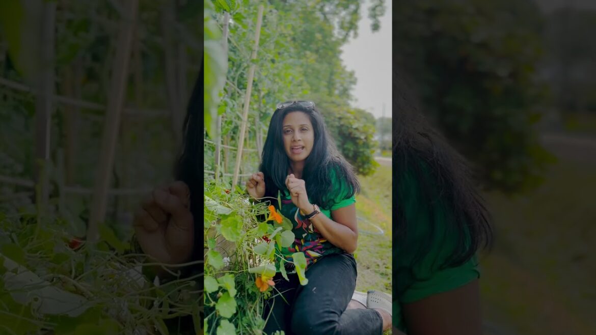 Nasturtium: The Perfect Companion Plant for Your Garden