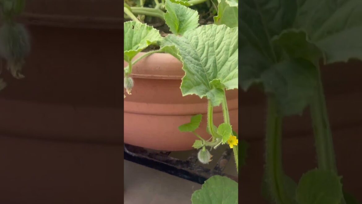 ख़रबूज़े भी देख लो मेरी छत पर