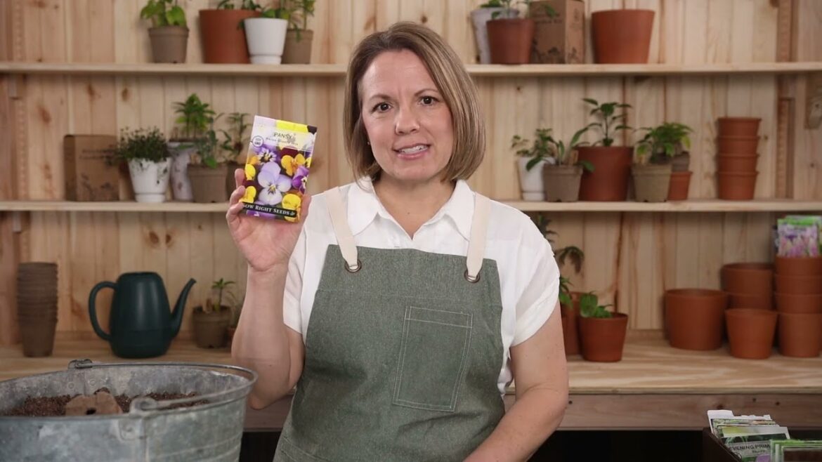 Sow Right Seeds | Grow Swiss Giants Mix Pansy from Seed