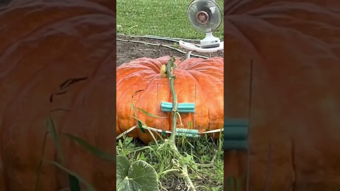 Cinderella Pumpkin #gardening #giantpumpkin